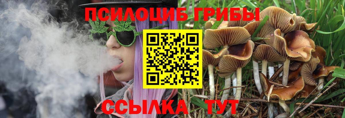 Псилоцибиновые грибы мицелий Подольск