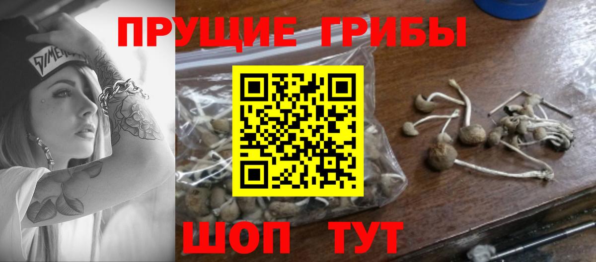 наркота  Вход с VPN  Подольск  Псилоцибиновые грибы Psilocybe 